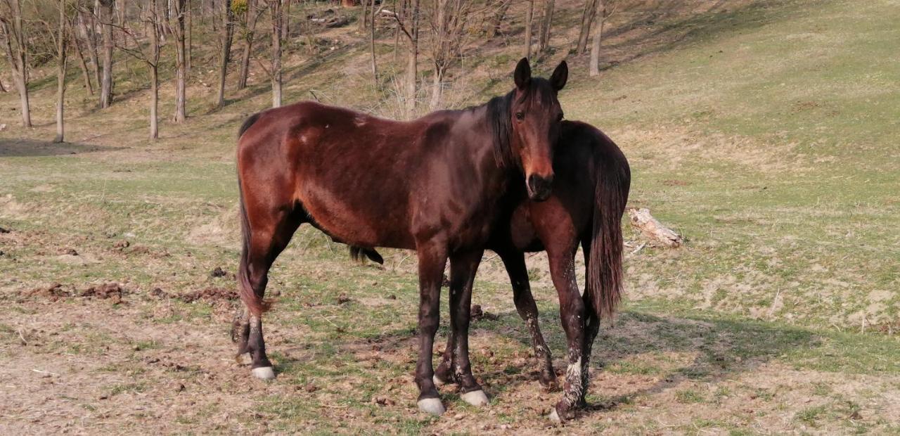 Réti Tanya Vendégház Kerecseny Exterior foto